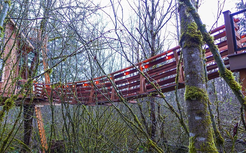 Best Romantic Treehouse Cabin - Emerald Forest Treehouse - suspension bridge