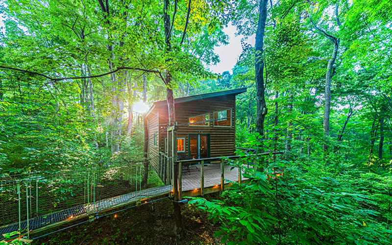 Among the trees treehouses - The Library